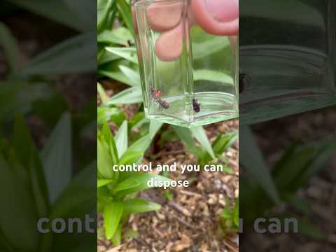 Red Lily Beetle - Pest Control Guide