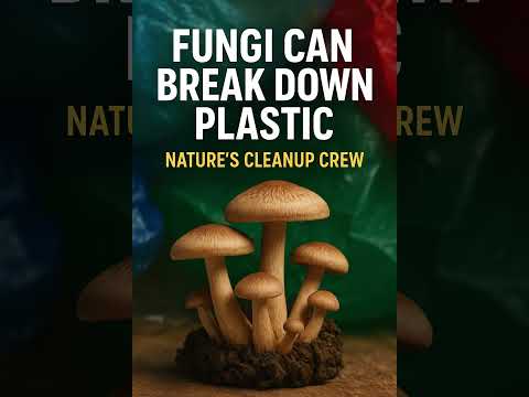 Fungi That Eat Plastic? Nature’s Surprising Cleanup Crew #fungi #mycology #biology #fy #mycelium